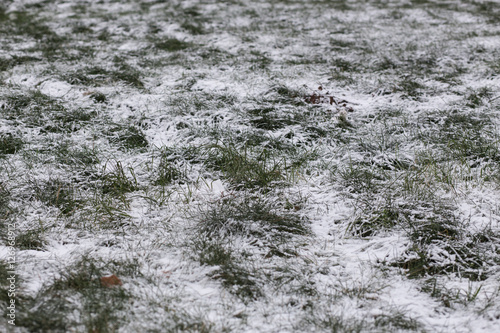 Fotografi Cold depressive picture of grass under snow