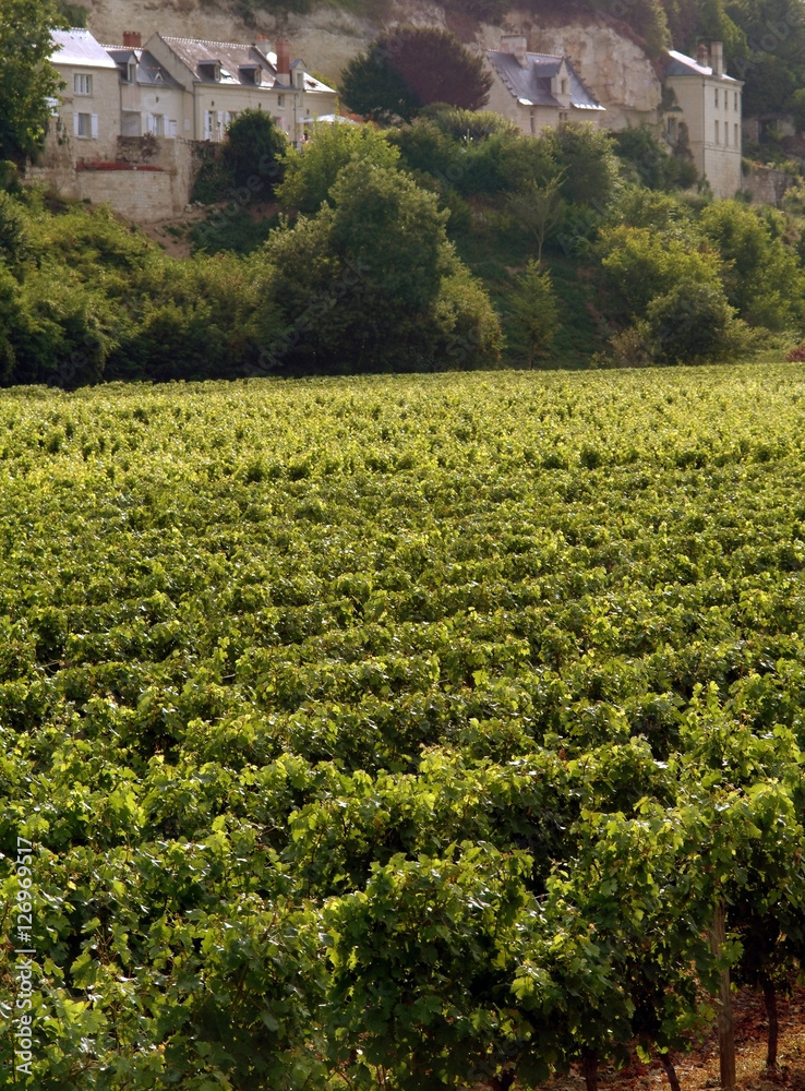 vineyards troglydyte houses saumur loire valley france