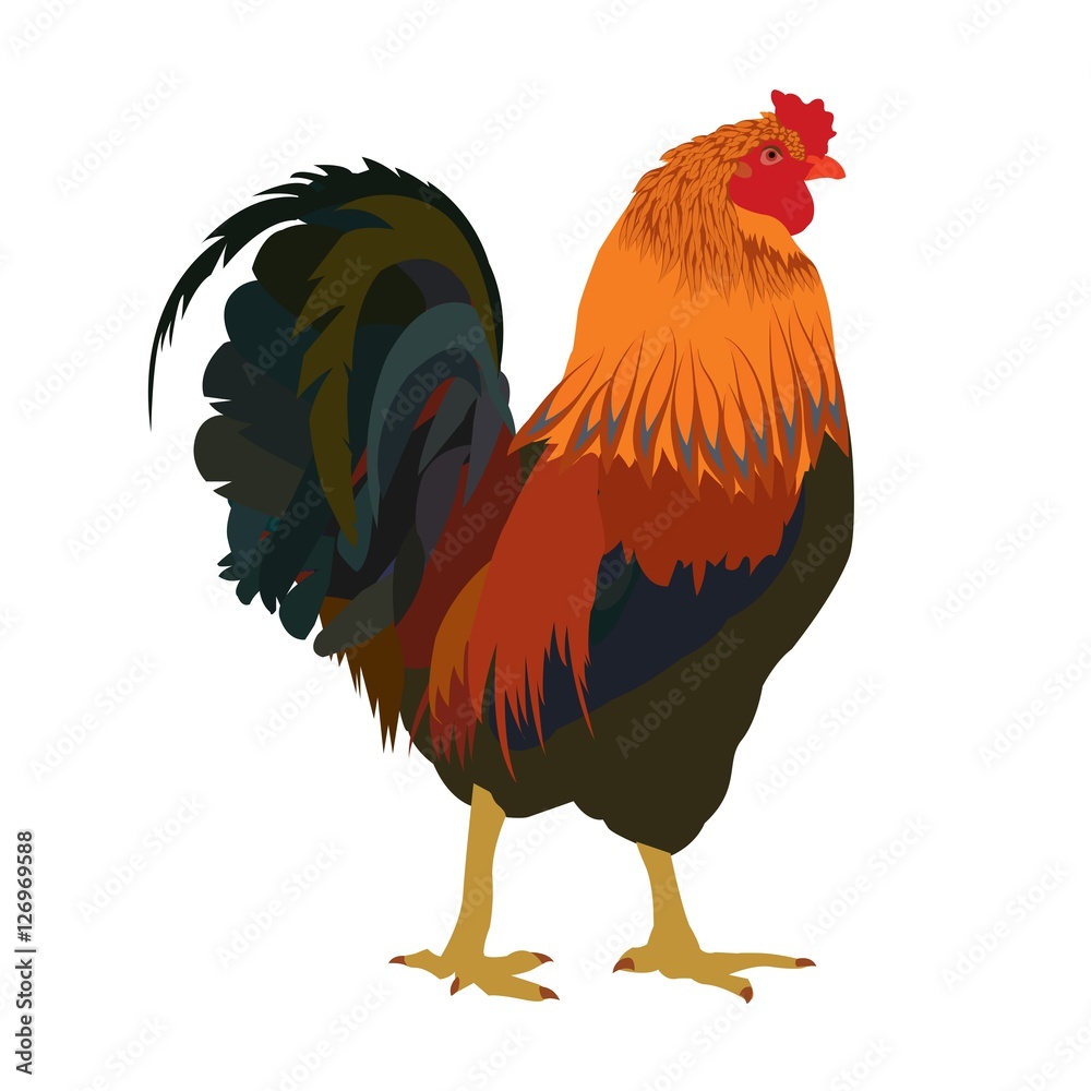 Multicolor rooster on white background.
