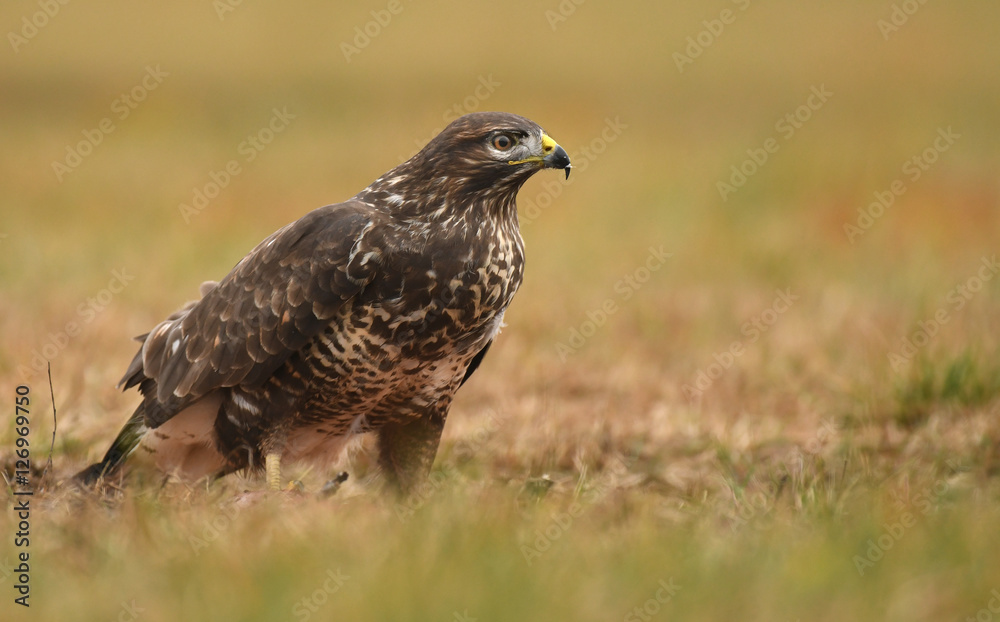 Common buzzard (Buteo buteo) Common buzzard (Buteo buteo)