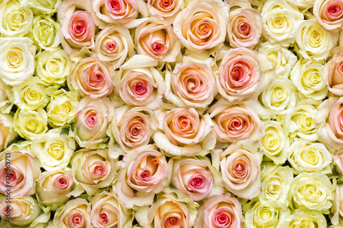 roses background