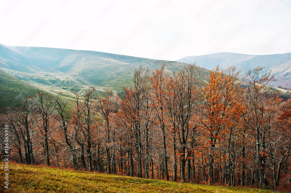 Row of autumn trees in scenic Carpathian mountains