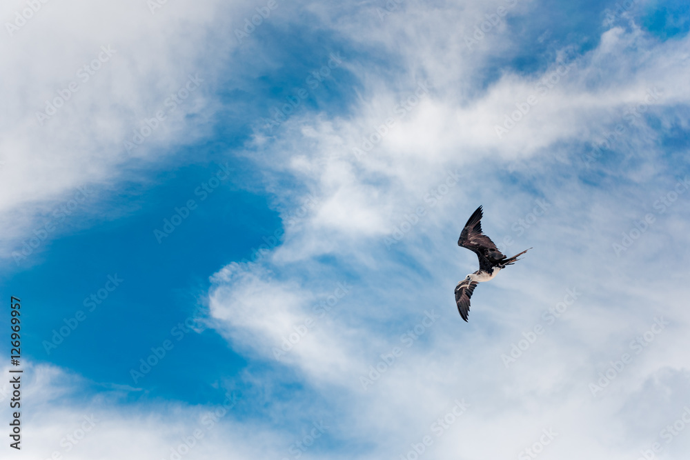 Black Gull flying with a blue sky background Black Gull flying with a blue sky background
