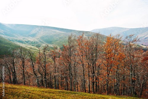 Row of autumn trees in scenic Carpathian mountains