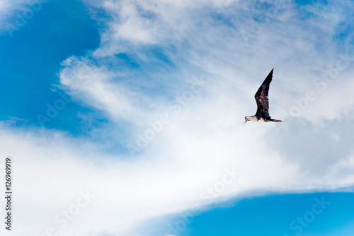 Black Gull flying with a blue sky background © Kai Grim