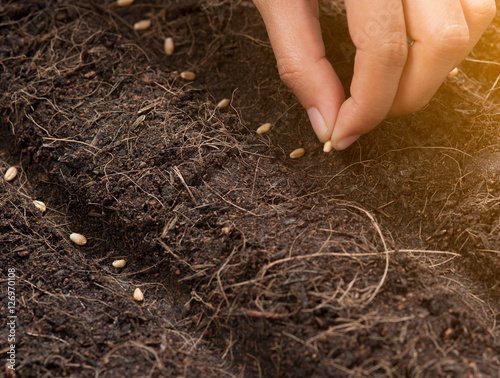 Hand seeding for planting into soil,Wheatgrass Seeds