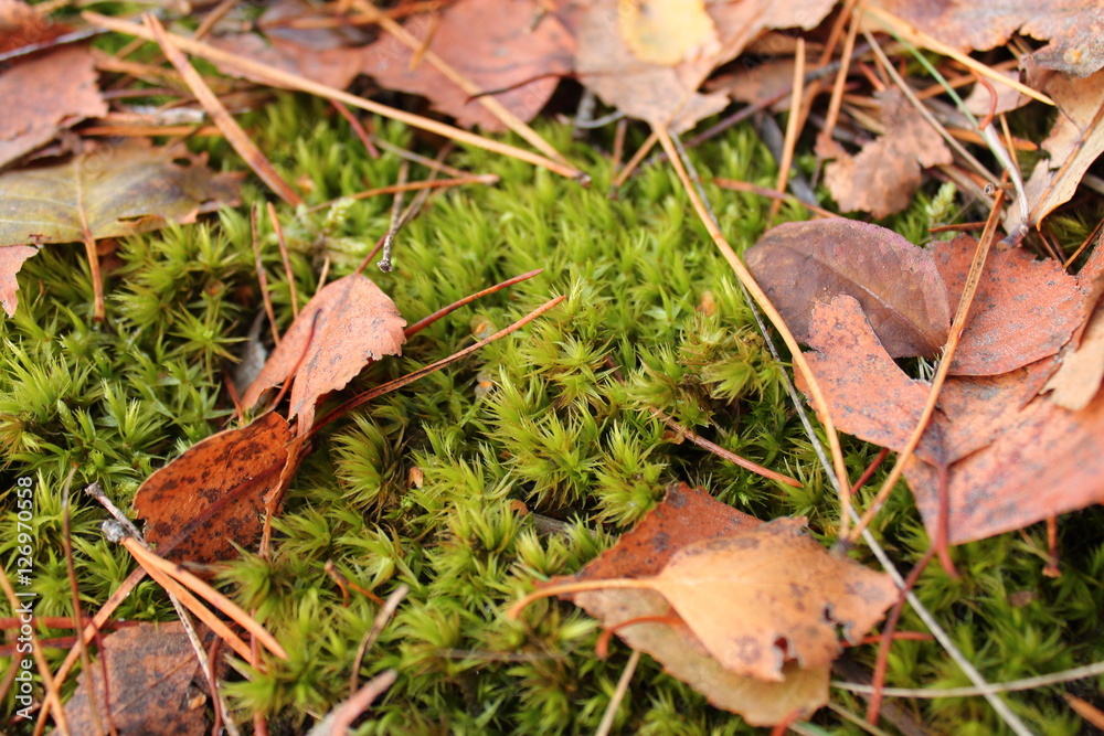 green moss covered with yellow leaves closeup green moss covered with yellow leaves closeup