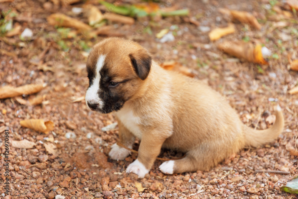 Obraz premium portraits of brown puppy dog.