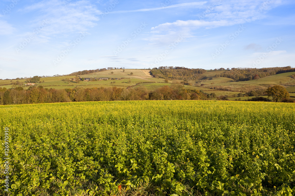 mustard crop with scenic backdrop