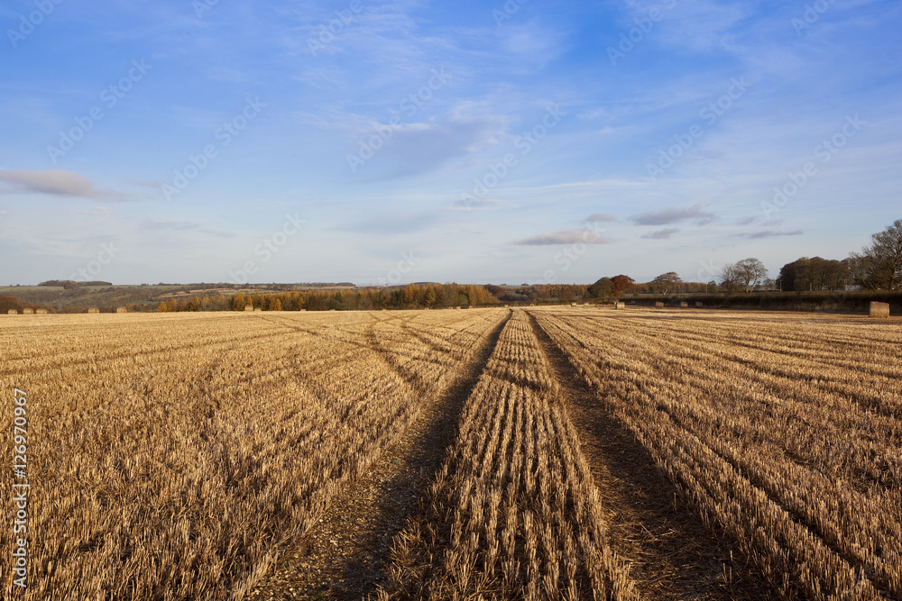 autumn straw stubble