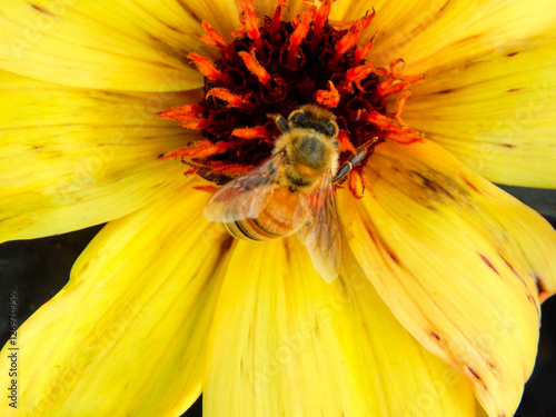 Yellow Flower and Bee photo