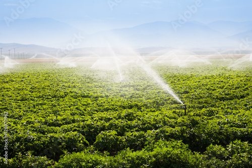 Field being irrigated