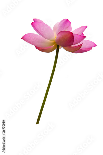 Single Pink Lotus Flower