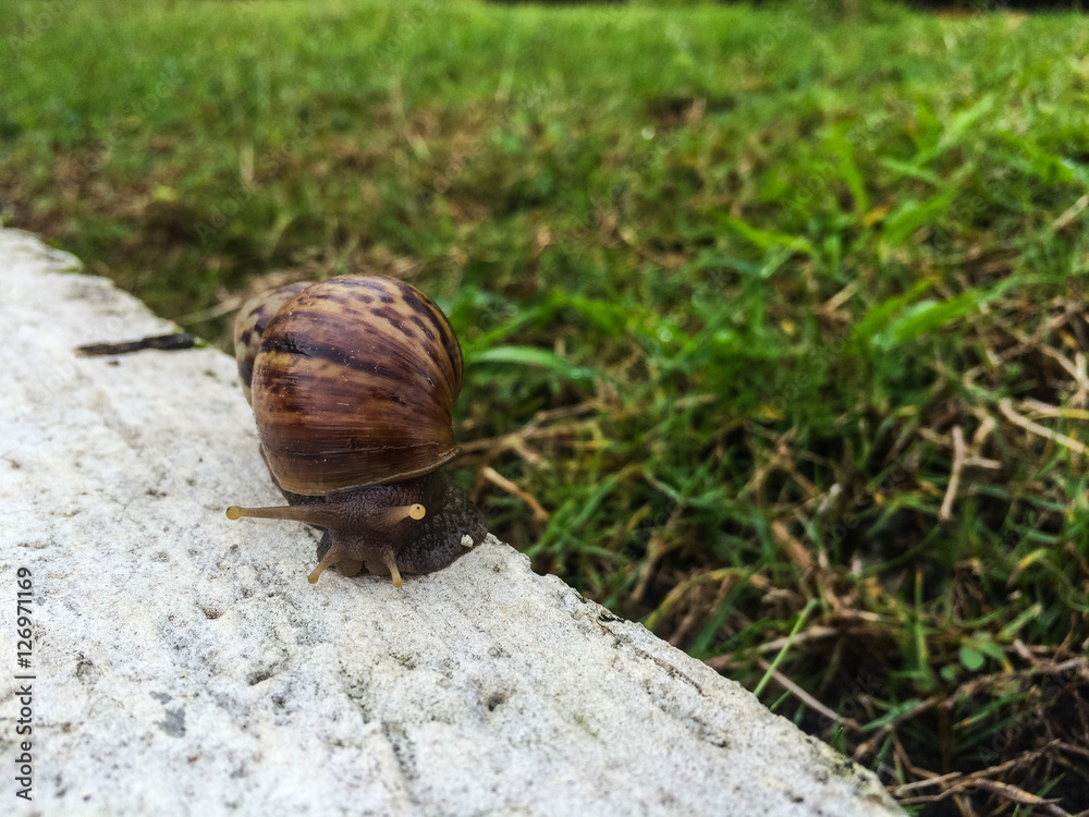 Snail on cement in garden / Mobile photography Snail on cement in garden / Mobile photography