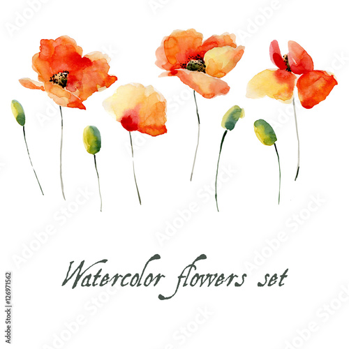 Set of watercolor poppy flowers on a white background.