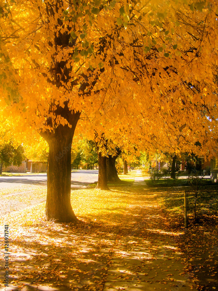 Naklejka premium Fall Tree