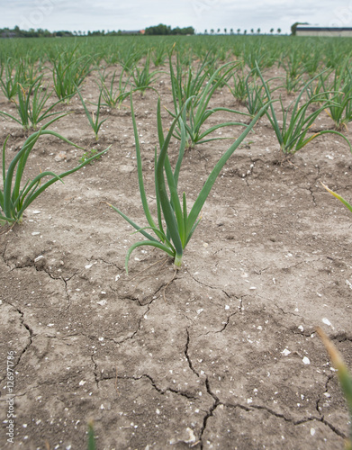 Onions. Field of onions growing. Agriculture. Flevopolder Netherlands. Clay soil. photo