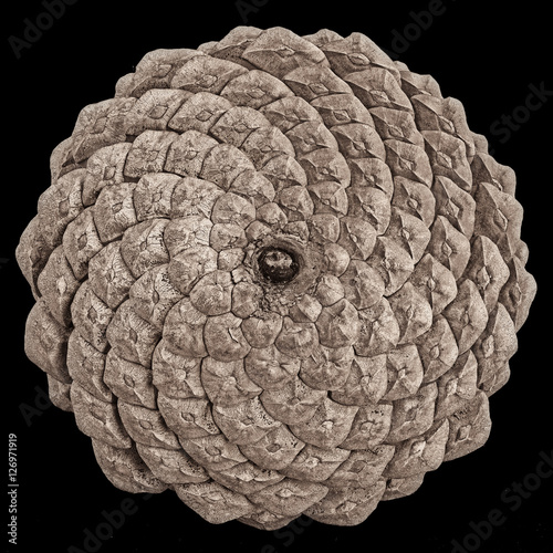 Close-up of  the back of a pine cone isolated on black, showing