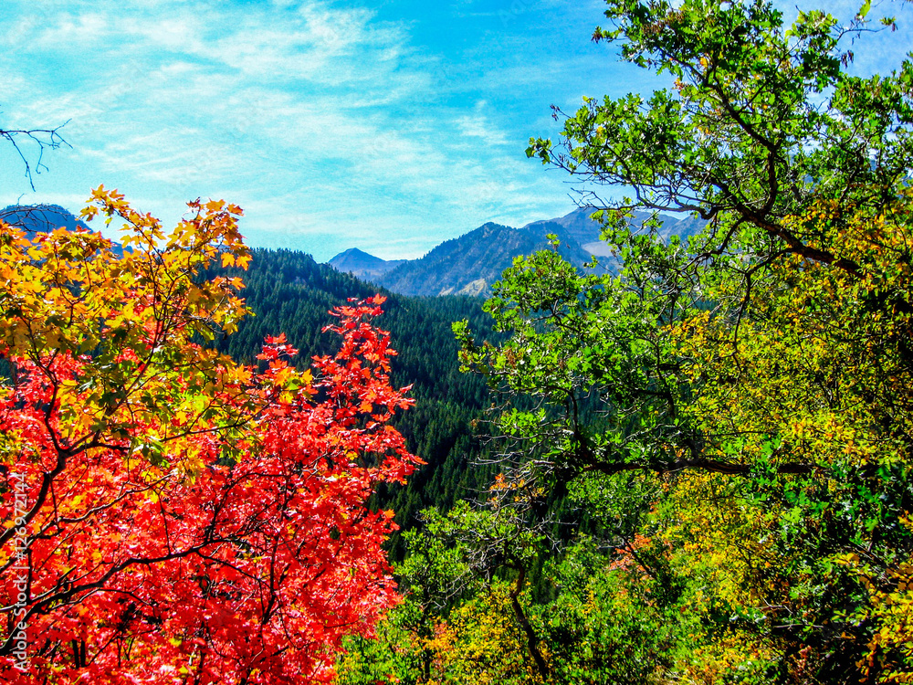 Fototapeta premium Fall Trees