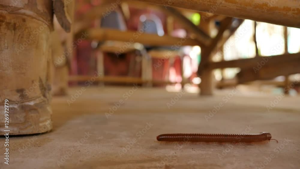 Centipede Centipede