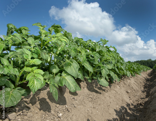 Field of potatoes. Agriculture. Food production. Flevopolder Netherlands. Low angle