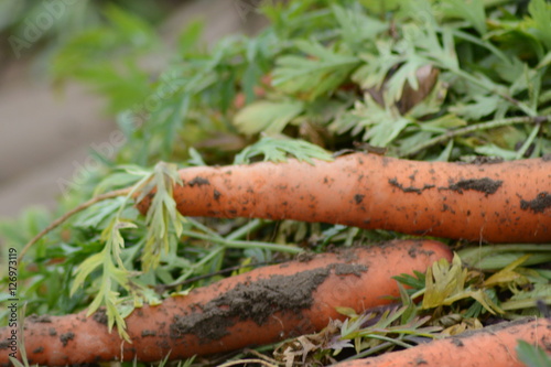 carrots at farm 
