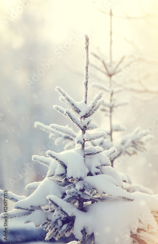 Fir-tree in snow