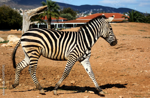 Zebra
