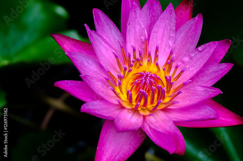 Purple lotus and yellow pollen.