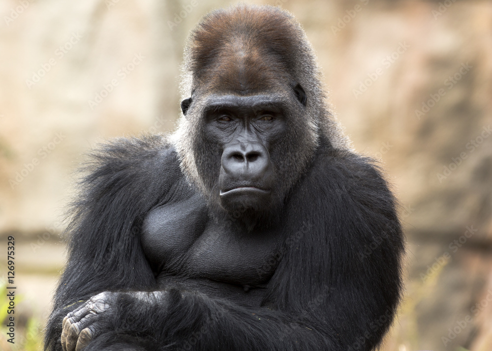 Fototapeta premium zrzędliwy goryl nawiązujący kontakt wzrokowy