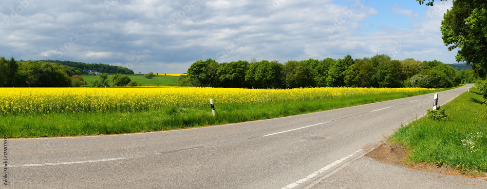 Wald, Rapsfeld und Straße im Frühling im Hunsrück Panorama
