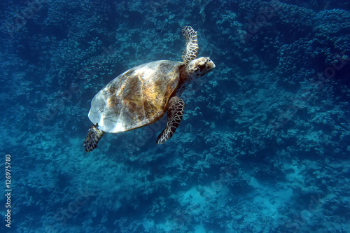 Sea Turtle