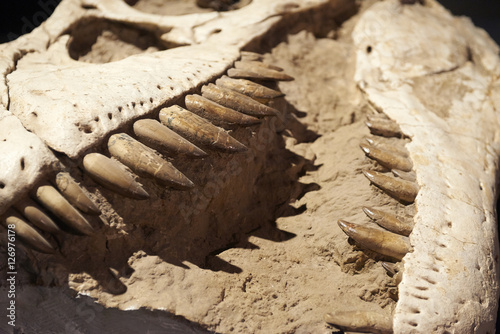 Fototapeta Naklejka Na Ścianę i Meble -  Excavating dinosaur fossils

