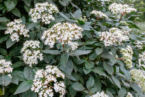 Viburnum tinus Eve Price photo