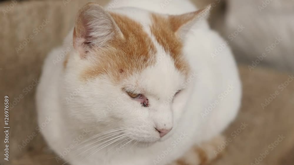 Beautiful Felis silvestris catus domesticated mammal relaxing outdoor on farm slow-mo 1920X1080 HD footage - Slow motion of domestic young white cat have a nap in the yard 1080p HD video Beautiful Felis silvestris catus domesticated mammal relaxing outdoor on farm slow-mo 1920X1080 HD footage - Slow motion of domestic young white cat have a nap in the yard 1080p HD video