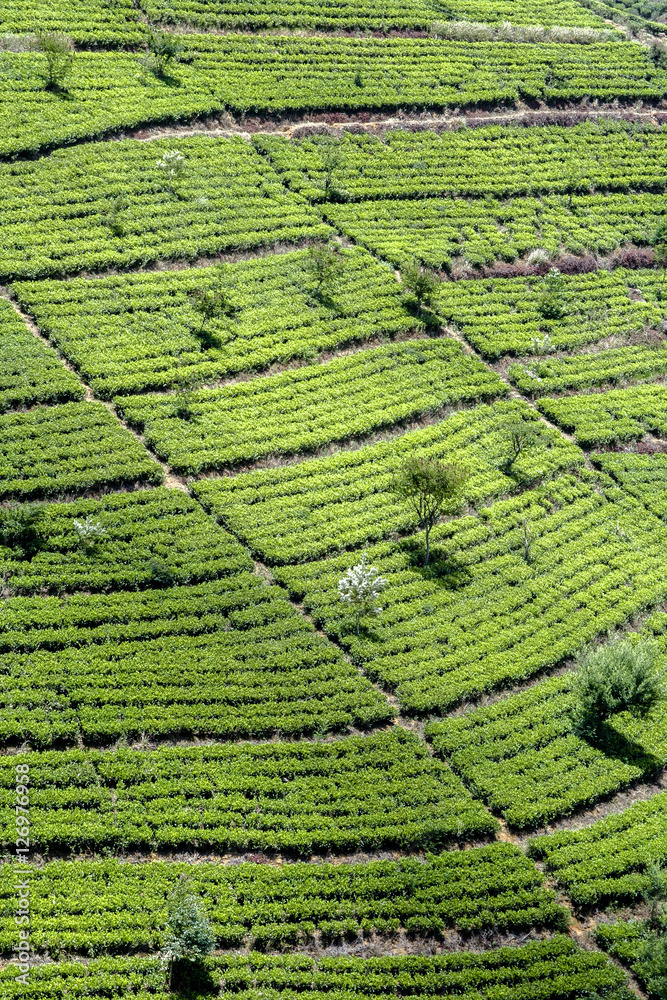 green tee terraces in the highland from Sri Lanka