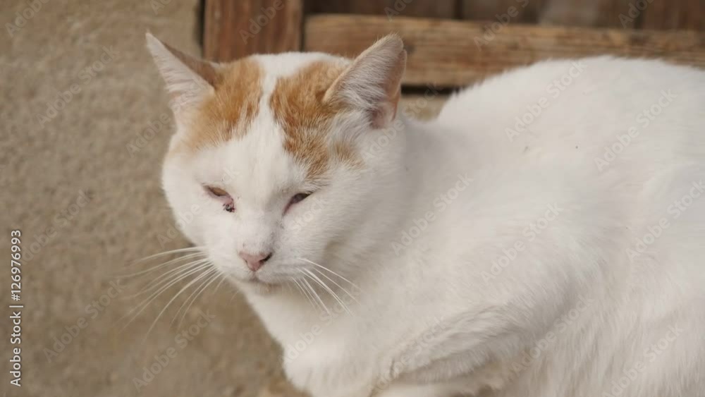 Slow motion of domestic young white cat have a nap in the yard 1920X1080 HD footage - Beautiful Felis silvestris catus domesticated mammal relaxing outdoor on farm slow-mo 1080p HD video