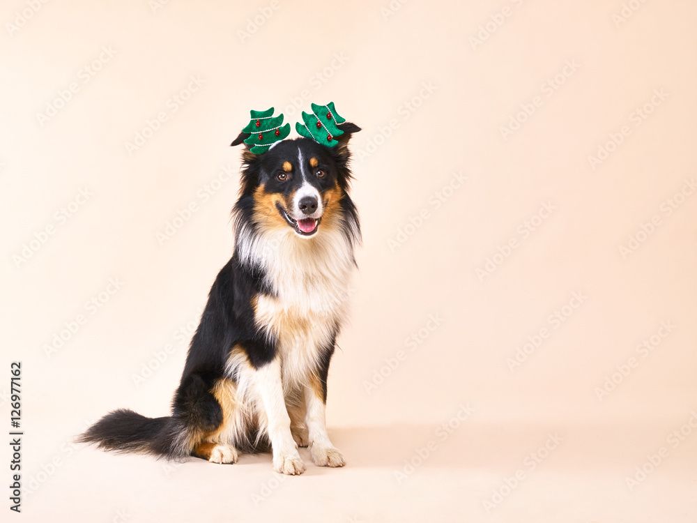 Australian Shepherd mit grünem Weinhachtsbaum