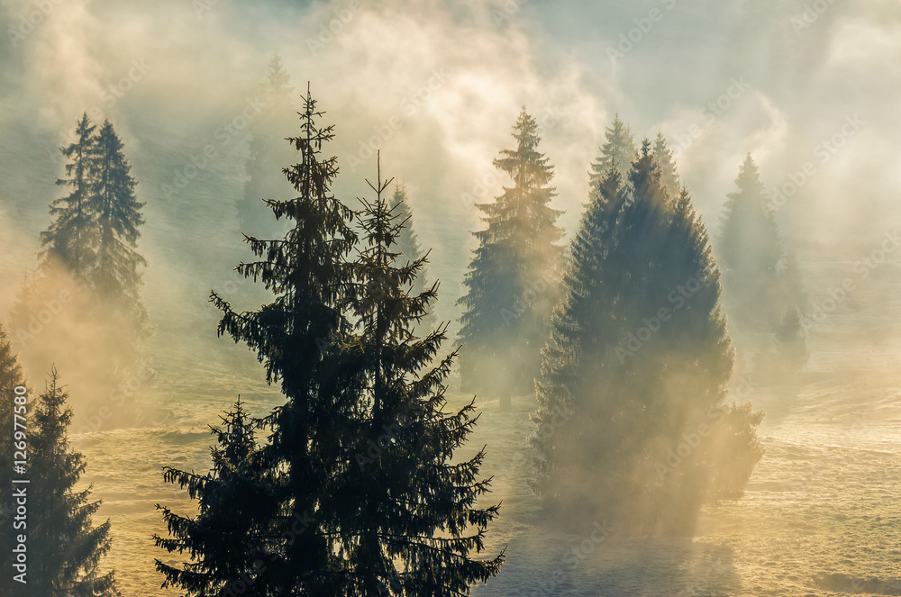 Obraz na płótnie fog in the spruce forest w salonie