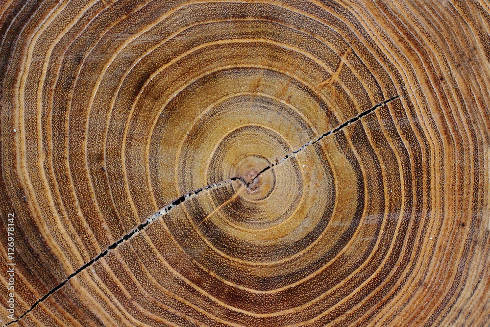 Jahresringe von einem Baum. Jahresringe von einem Baum.
