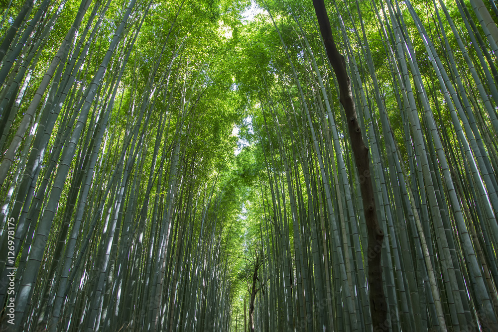 Bamboo forest