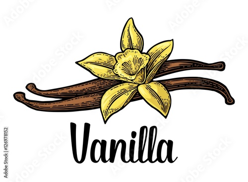 Vanilla stick and flower. Vector black vintage engraved