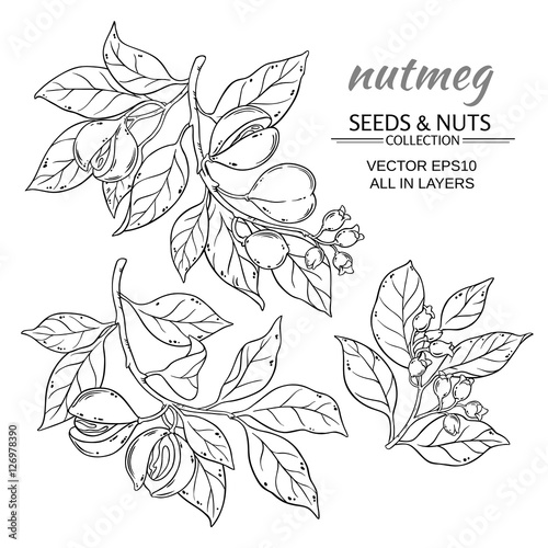 nutmeg vector set