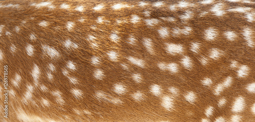 Deer fur closeup view photo