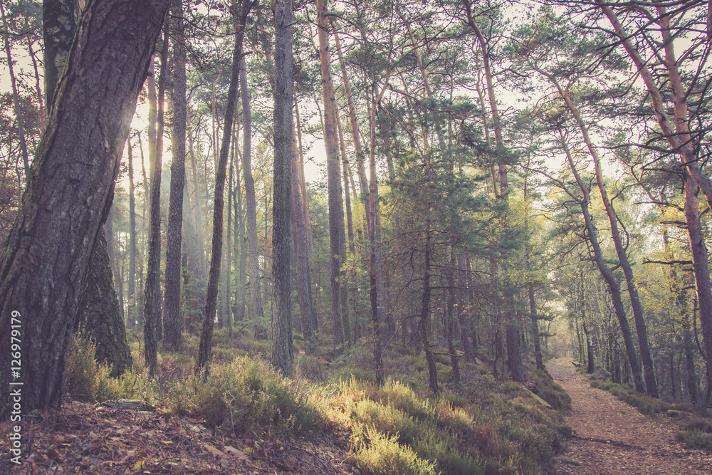 Wanderweg im Wald mit Sonnenstrahlen im Herbst Wanderweg im Wald mit Sonnenstrahlen im Herbst