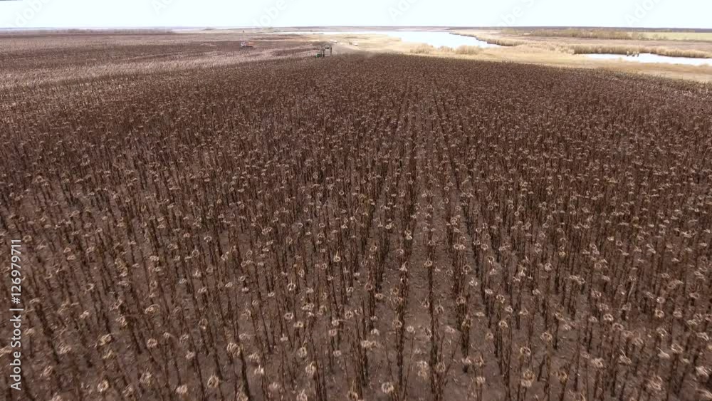 Aerial shot of sunflower harvesting. A field of ripe sunflowers. Wide angle. 4K Aerial shot of sunflower harvesting. A field of ripe sunflowers. Wide angle. 4K