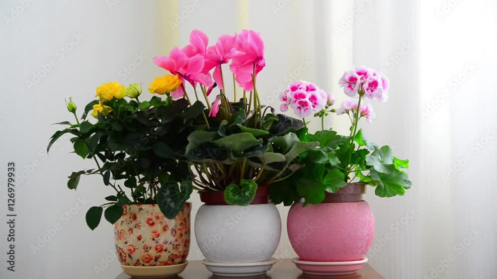 cyclamen, rose and geranium in white interior cyclamen, rose and geranium in white interior