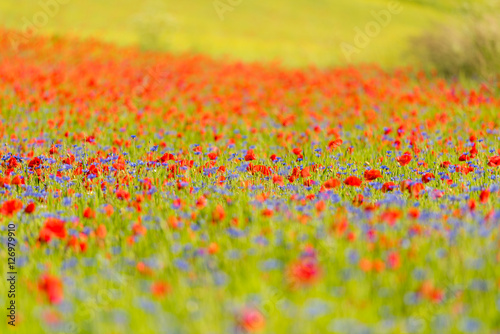 Castelluccio di Norcia photo