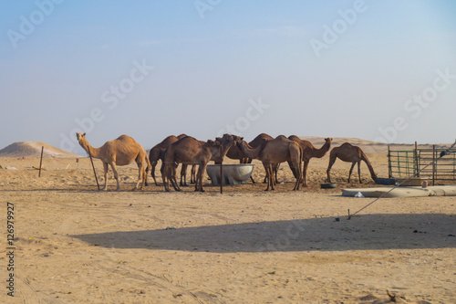 Camels (dromedaries) in the desert