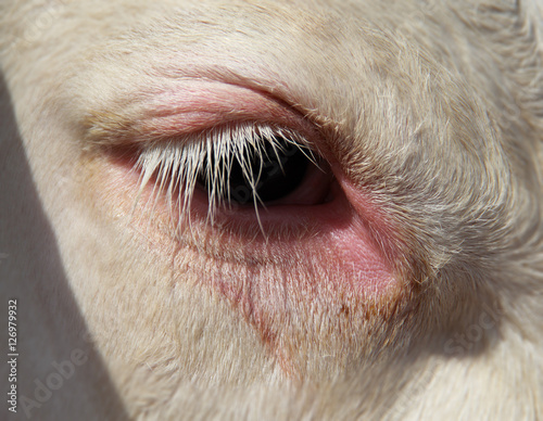 Cows eye macro close up view